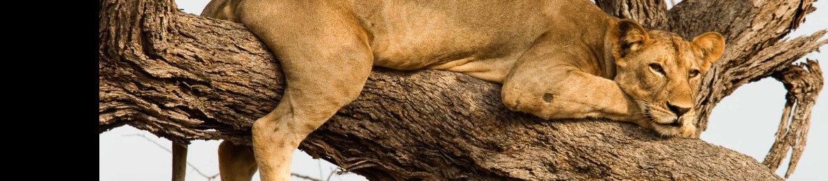 4-Day Luxury Safari to Manyara, Serengeti & Ngorongoro