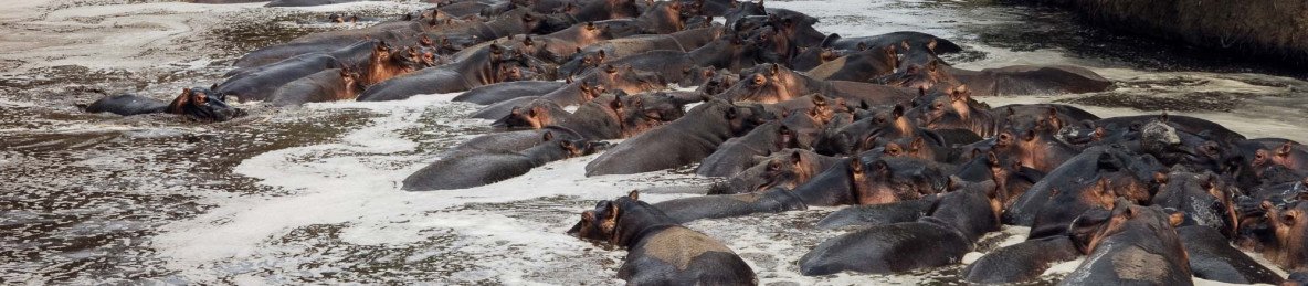 1-Day Fly-in Shared Safari to Nyerere NP from Zanzibar