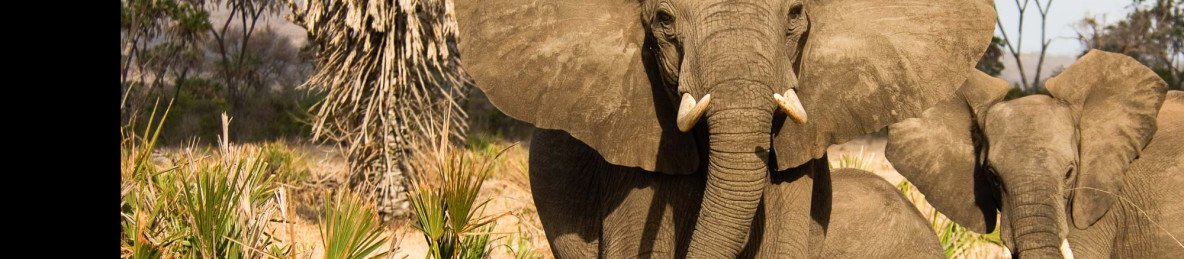 6-Day Private Experience Tarangire Serengeti Ngorongoro