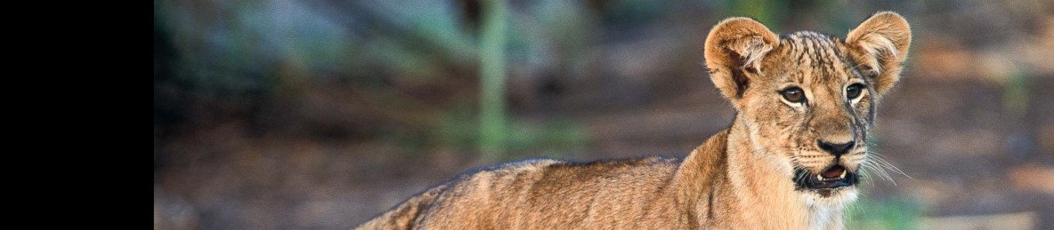 3-Day Fly in Easy & Sweet Safari for Kids