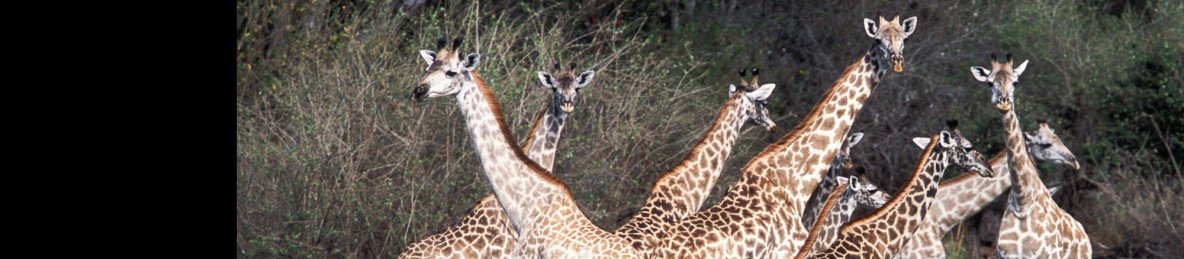 2-Day Budget Safari in Nyerere National Park