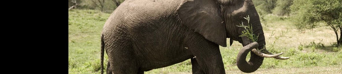 1-Day Mikumi Safari Experience from Zanzibar