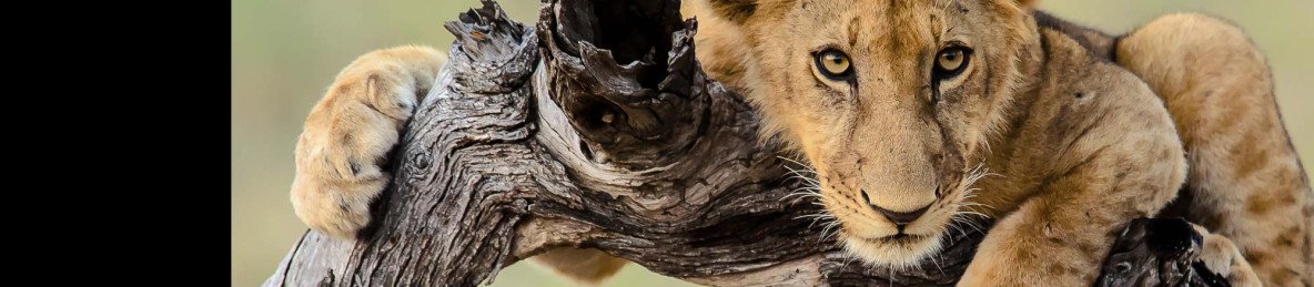 5-Day Serengeti Safari - Luxury