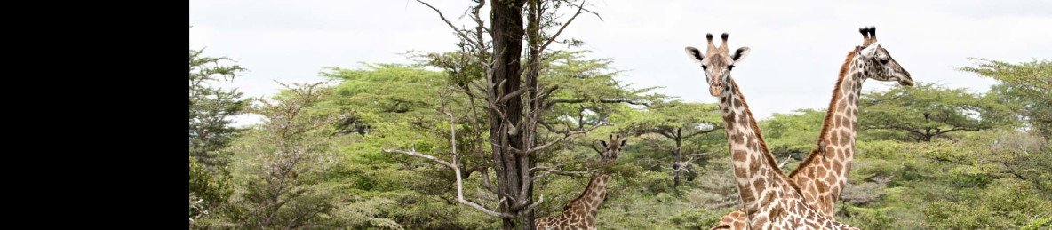 1-Day Safari Arusha National Park Walking Safari Private
