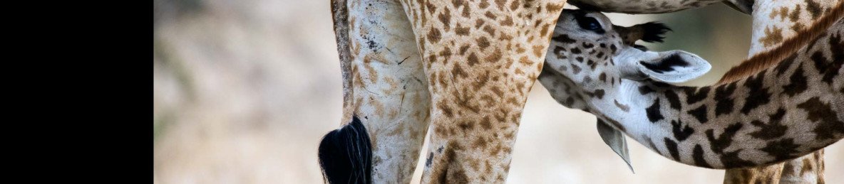 3-Day Budget Safari to Tarangire, Manyara & Ngorongoro