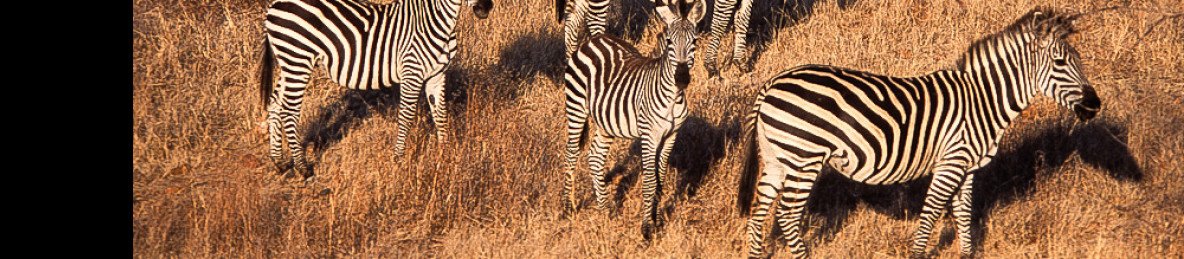 5-Day Honeymoon Safari to Tarangire and Serengeti