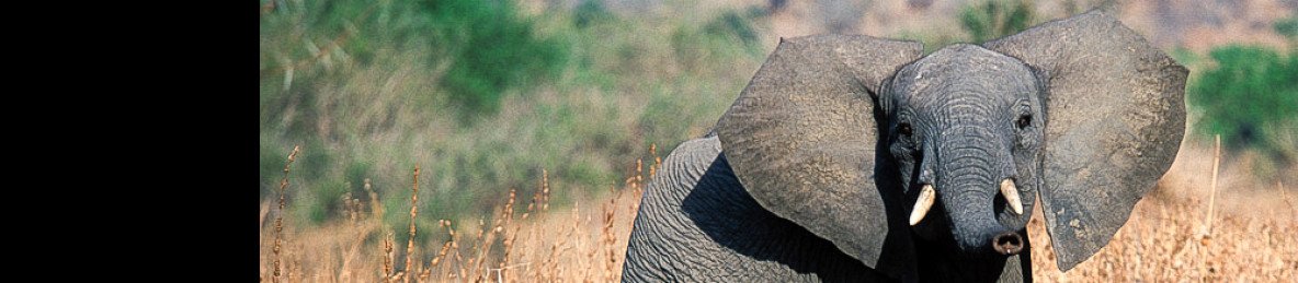 2-Day Fly from Dar to Tarangire & Ngorongoro Budget Trip