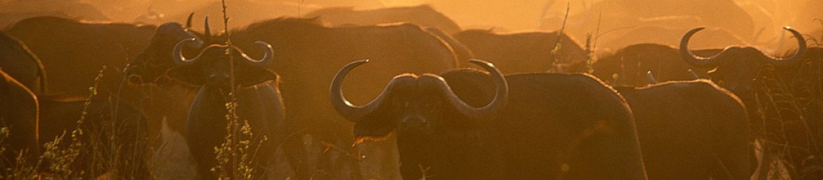 2-Day Remarkable Tanzanian Mid-Range Safari