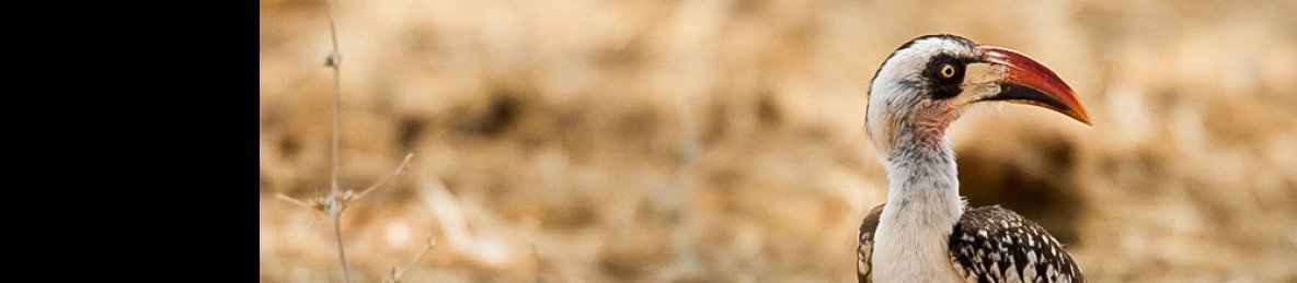 1-Day Shared Fly in & out Zanzibar - Nyerere NP (Selous)