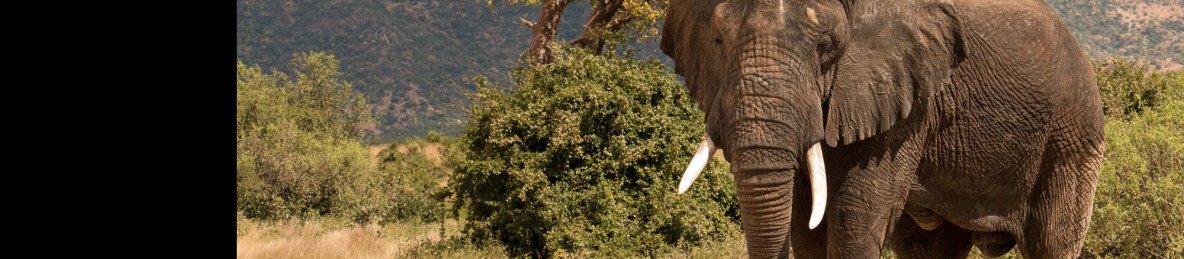 3-Day Fly-in from Zanzibar to Four Seasons Safari Lodge