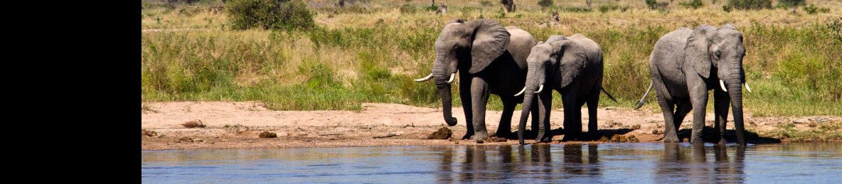 1-Day Discover & Ultimate Tarangire Safari from Moshi