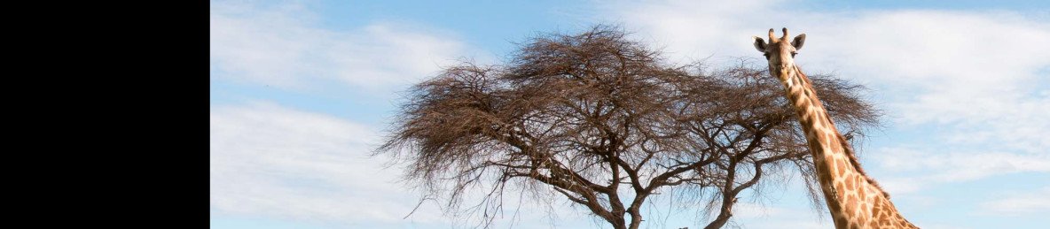 1-Day Fly in Safari Ruaha National Park Trip