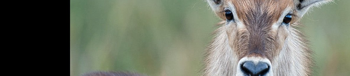 3-Day Amazing Tarangire, Ngorongoro & Manyara Safari