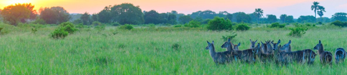 1-Day Saadani National Park Day Trip