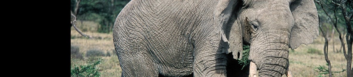 1-Day Elephant Paradise - Tarangire National Park Tour