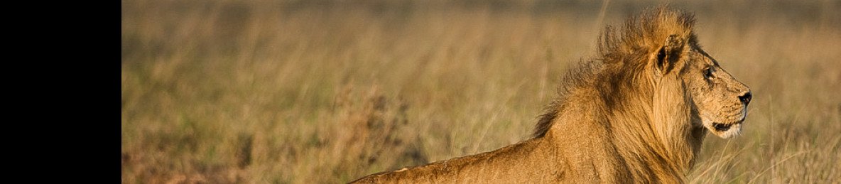 2-Day Serengeti Safari from Zanzibar