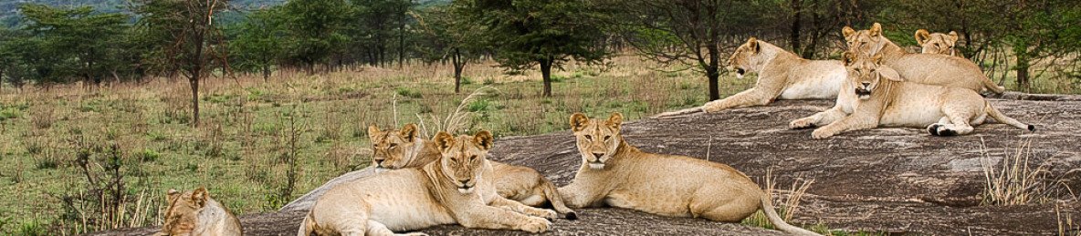5-Day Best of Tarangire, Serengeti and Ngorongoro