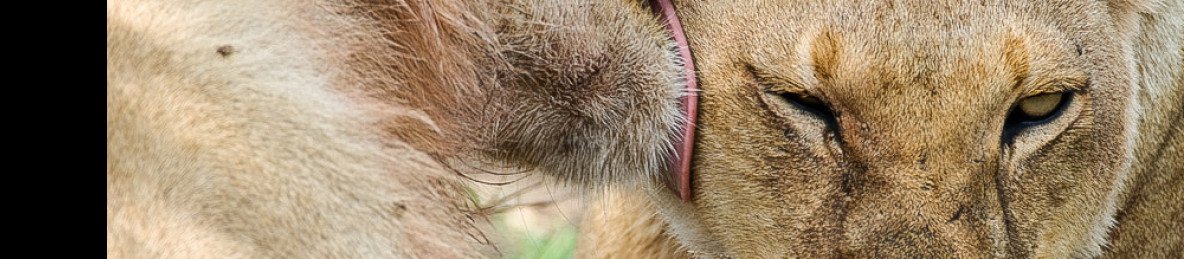 1-Day Dar Es Salaam Mikumi National Park + Free Pickup
