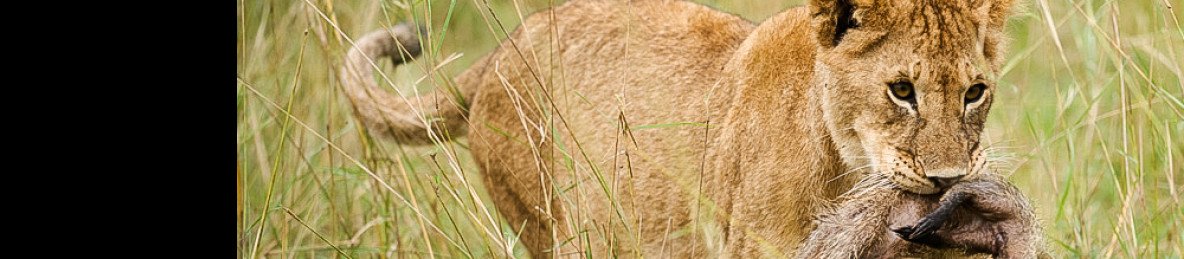 5-Day Tarangire National Park, Serengeti & Ndutu Area