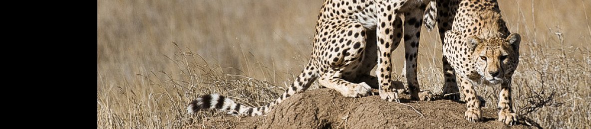 7-Day Mid-Range Epic Adventure (3 Nights Serengeti)