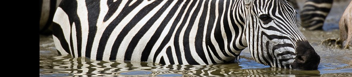 5-Day Ndutu Migration, Ngorongoro, Manyara&Tarangire