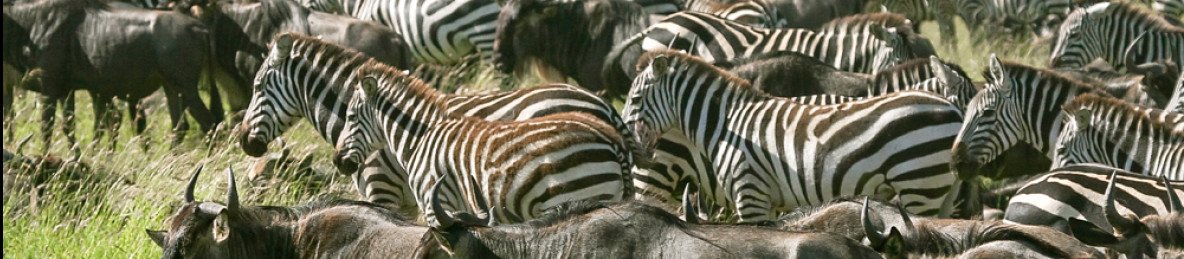 7-Day Journey of the Wildebeest - Luxury
