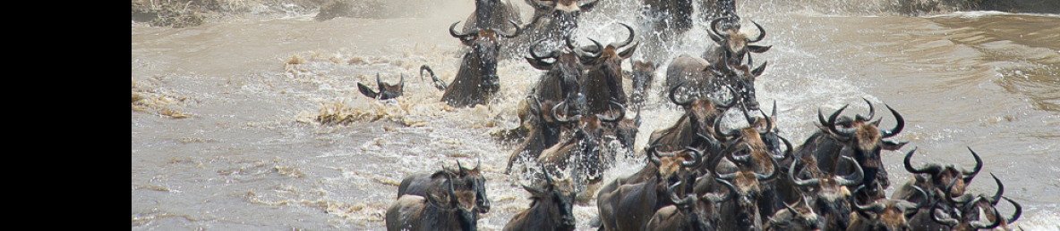 6-Day Tanzania Adventure(Serengeti Migration + Big Five)