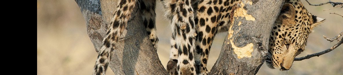6-Day Affordable Safari Adventure (Northern Circuit)