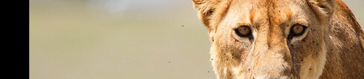 5-Day Wonder of Serengeti and Ngorongoro -All Inclusive