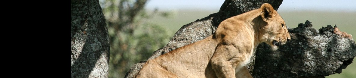4-Day Tarangire, Serengeti &Ngorongoro Lodge Safari Tour