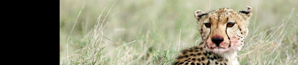 5-Day Safari with Lake Manyara & Serengeti Migration