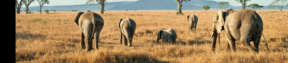 4-Day Luxury Lodge Safari | Two Nights in Serengeti