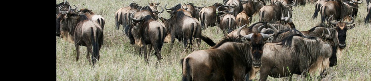 6-Day Wonders of the Great Migration