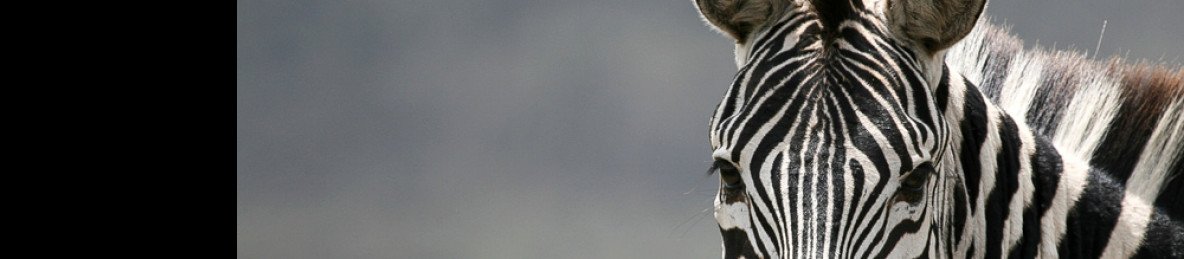 4-Day Classic Serengeti Central Fly-in from Zanzibar