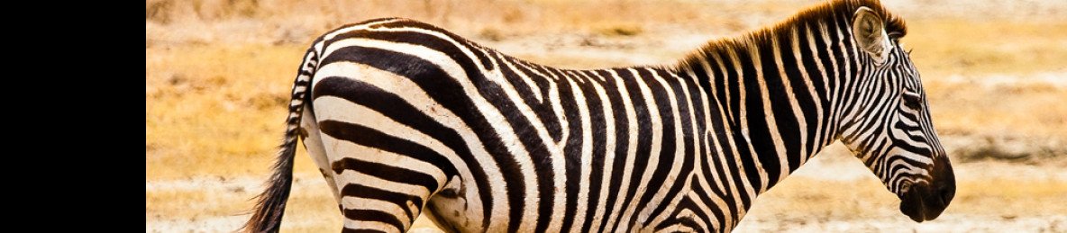 2-Day Serengeti Migration and Four Seasons Accommodation
