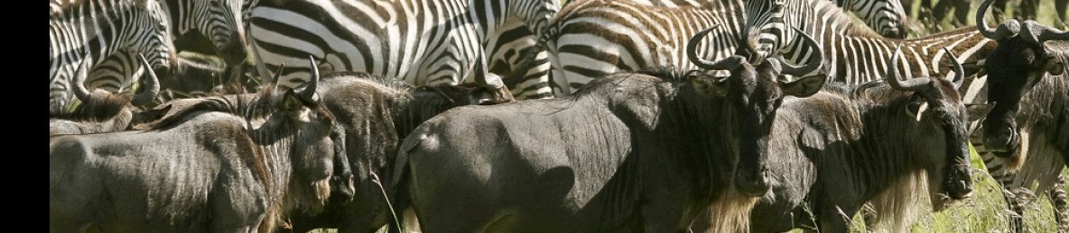 1-Day Shared Safari to Tarangire NP from Arusha