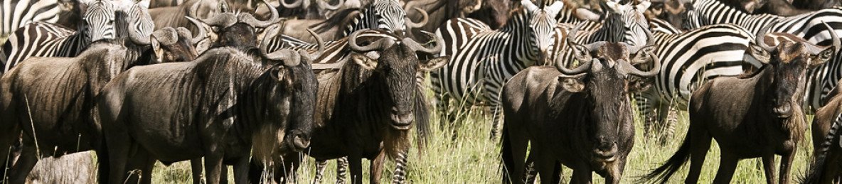 3-Day Private Luxury Honeymoon Safari, from Zanzibar