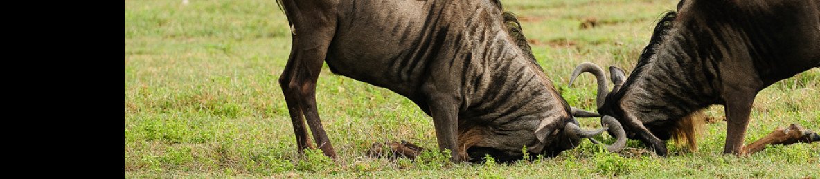 5-Day Fly-in Safari & Culture – Tanzania Mid-Range Tour