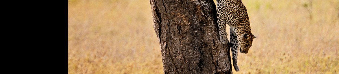 5-Day Fly-in Serengeti & Ngorongoro Culture – Midrange