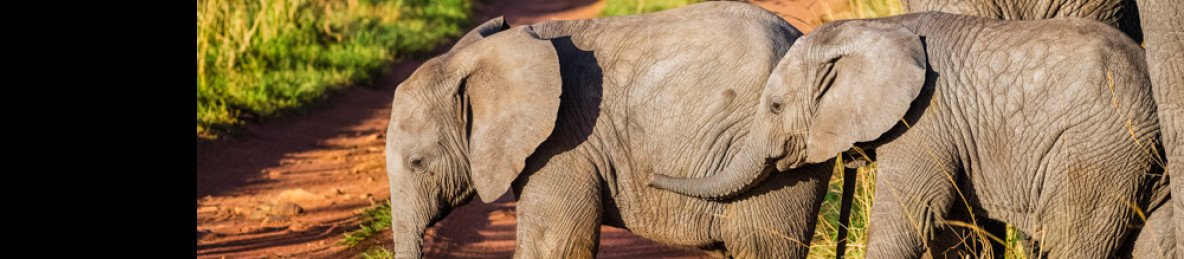 2-Day Safari to Tarangire and Ngorongoro