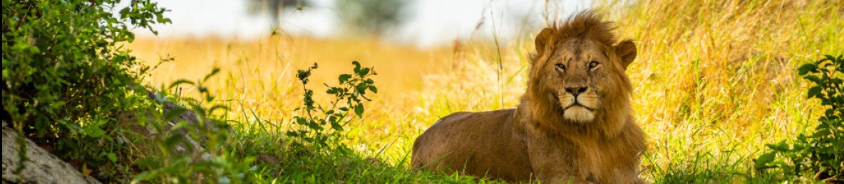 1-Day Fly in/out Mikumi Safari Experience from Zanzibar
