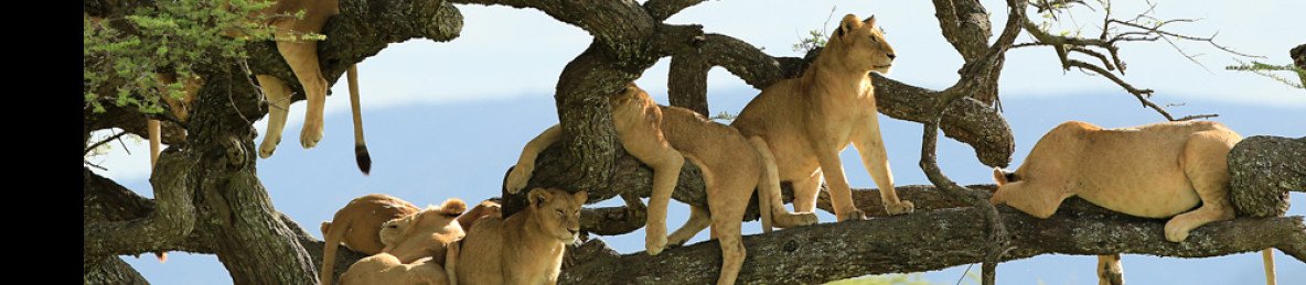 5-Day Living Among Lions - Mid-Range
