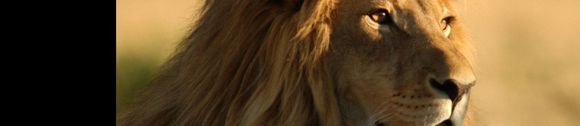 1-Day Private Game Drive Safari to Mikumi from Zanzibar