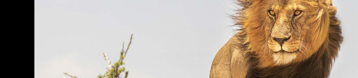 10-Day Best Luxury Safari in Tanzania with Zanzibar Beach