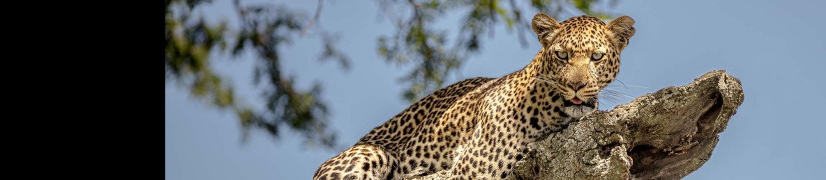 5-Day Materuni, Tarangire, Serengeti & Ngorongoro Safari