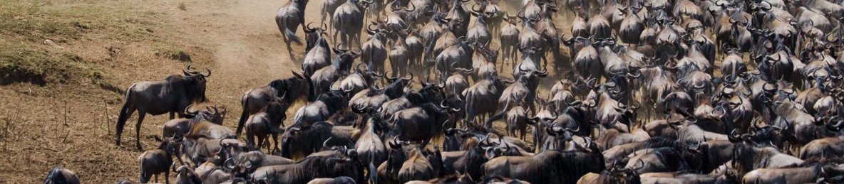 14-Day Kenya & Tanzania Wildebeest Calving - Jan-March