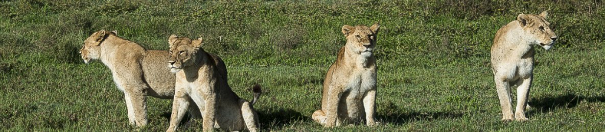 2-Day Explore Tarangire and Ngorongoro Crater