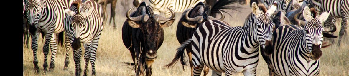 4-Day Best Tarangire, Serengeti & Ngorongoro Trip