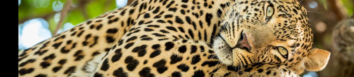 10-Day Wildlife Tanzania Safari with Zanzibar Beach