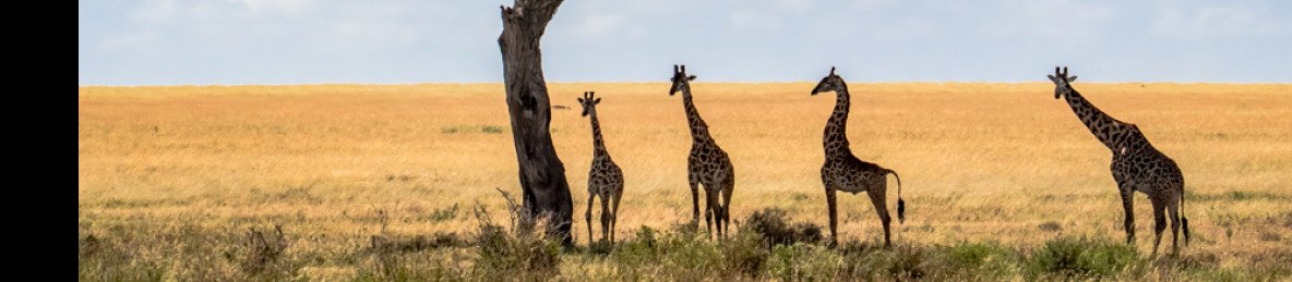 2-Day Zanzibar to Serengeti & Ngorongoro Crater Safari